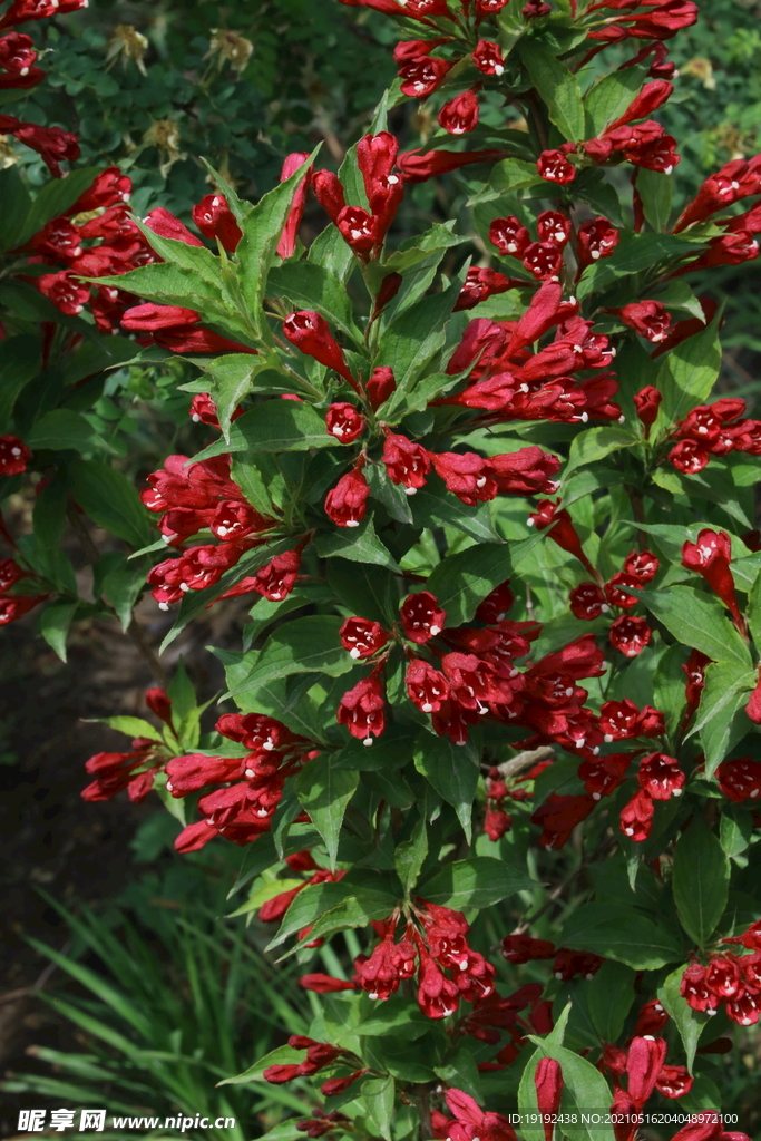 锦带花 