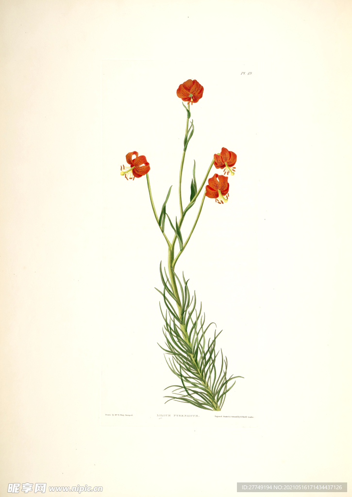 欧式美式手绘自然植物本草插画图