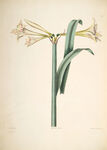 欧式美式手绘自然植物本草插画图