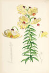 欧式美式手绘自然植物本草插画图