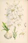 欧式美式手绘自然植物本草插画图