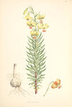 欧式美式手绘自然植物本草插画图