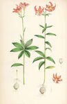 欧式美式手绘自然植物本草插画图