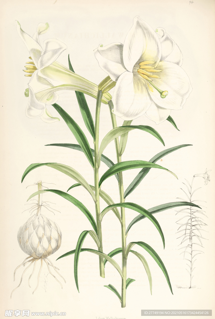 欧式美式手绘自然植物本草插画图