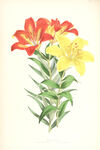 欧式美式手绘自然植物本草插画图