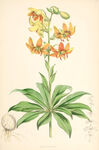 欧式美式手绘自然植物本草插画图