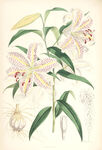 欧式美式手绘自然植物本草插画图