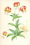 欧式美式手绘自然植物本草插画图