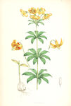欧式美式手绘自然植物本草插画图