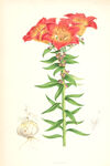 欧式美式手绘自然植物本草插画图