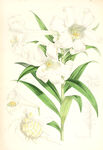 欧式美式手绘自然植物本草插画图