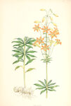 欧式美式手绘自然植物本草插画图