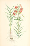 欧式美式手绘自然植物本草插画图