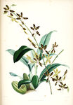 欧式美式手绘自然植物本草插画图