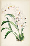 欧式美式手绘自然植物本草插画图