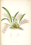 欧式美式手绘自然植物本草插画图