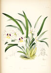 欧式美式手绘自然植物本草插画图