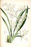 欧式美式手绘自然植物本草插画图