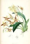 欧式美式手绘自然植物本草插画图