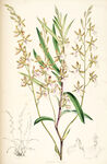 欧式美式手绘自然植物本草插画图