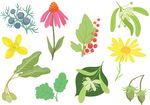 矢量鲜花图片