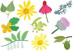 矢量鲜花图片