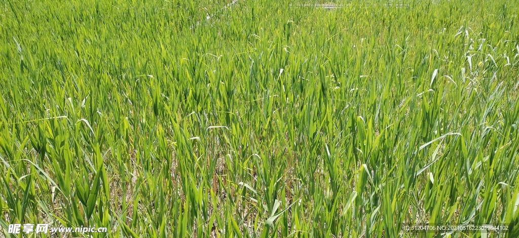 绿油油