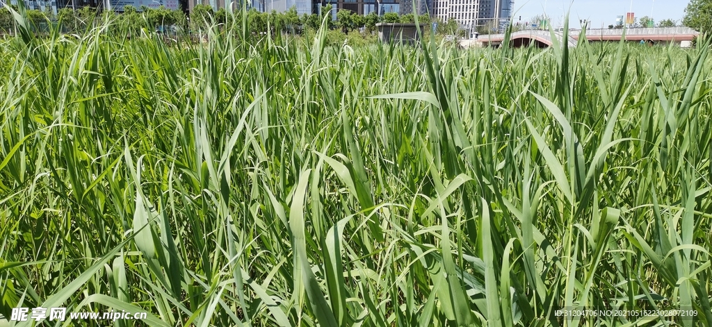 绿草地
