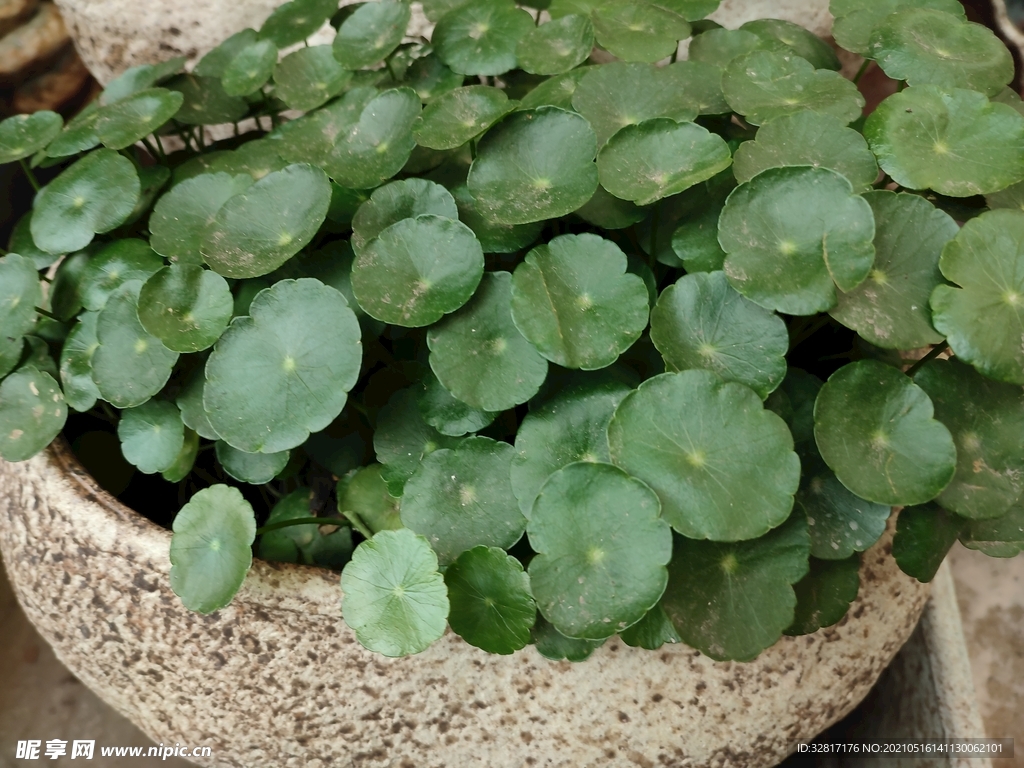 铜钱草