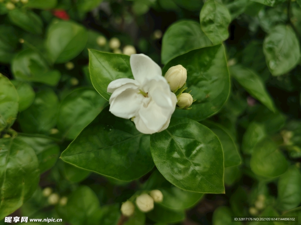 茉莉花