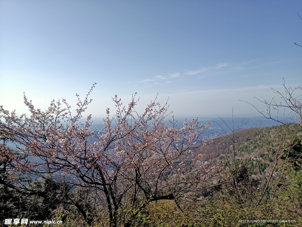 山上樱花