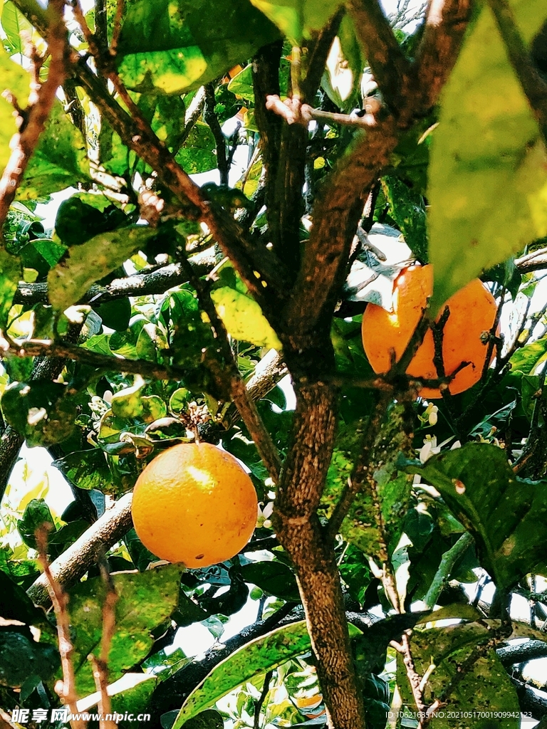 橙子             
