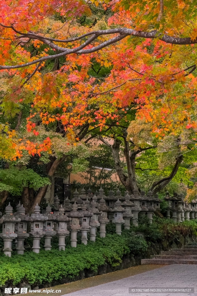 枫叶             