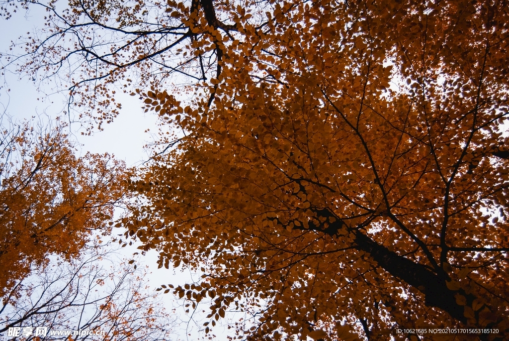 枫叶             