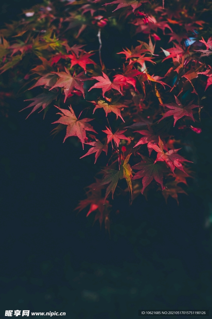 枫叶             