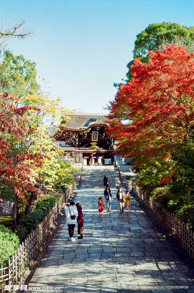 枫叶             