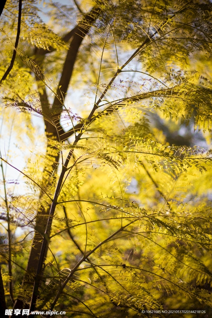 枫叶             