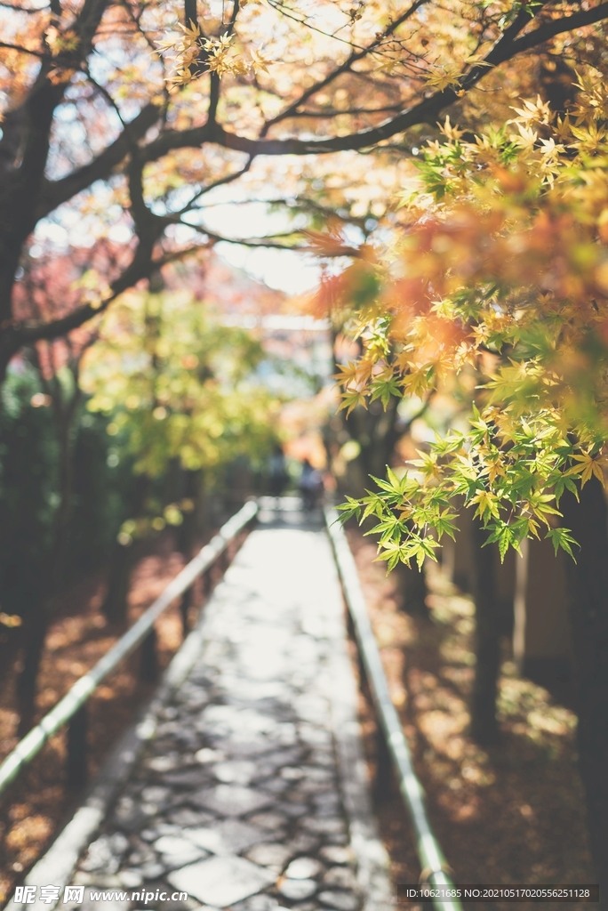 枫叶             