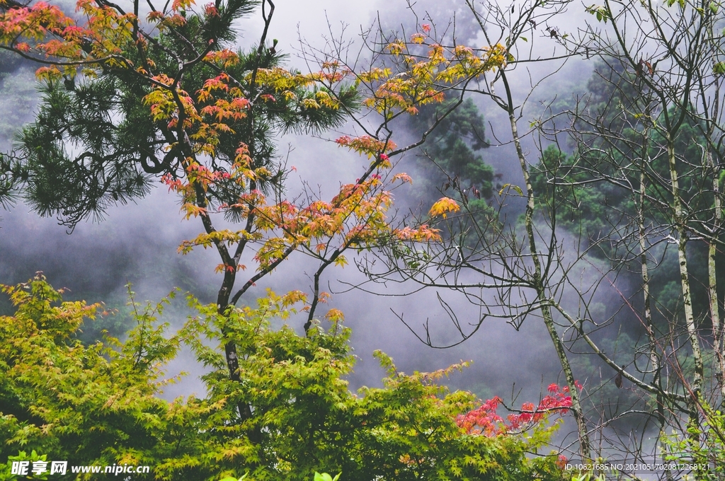 枫叶             