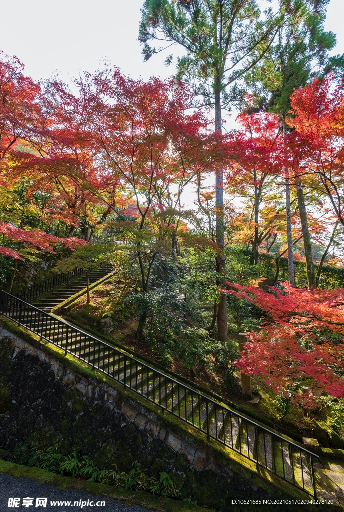 枫叶             