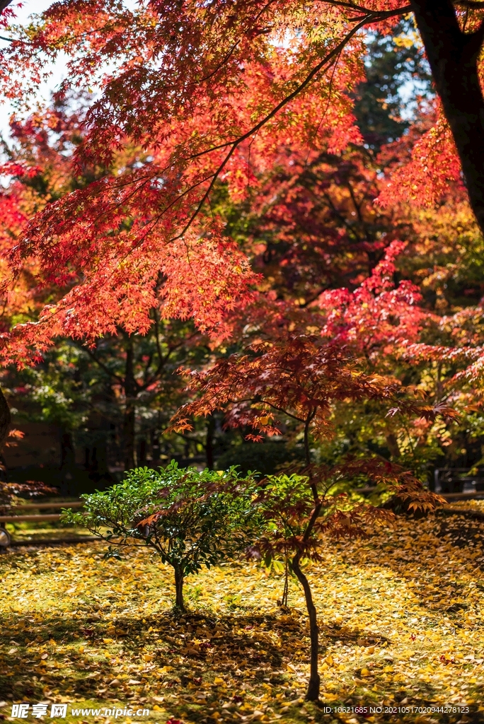 枫叶             