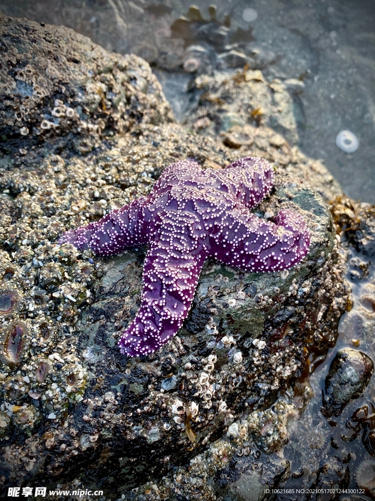海星             