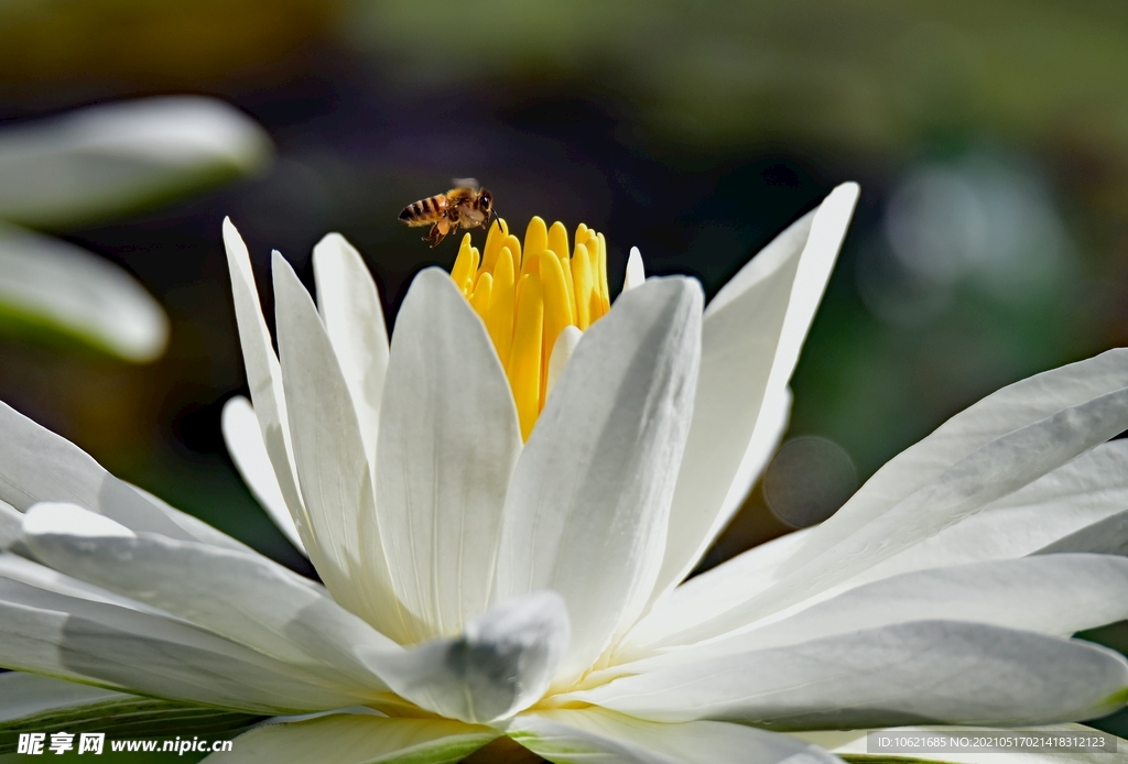 蜜蜂             