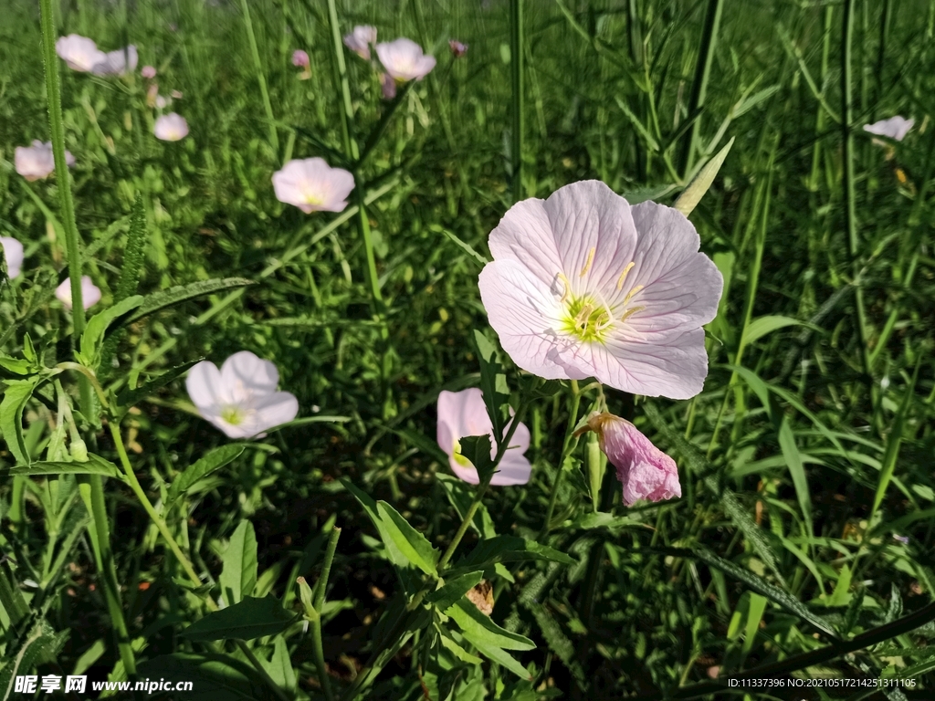 小粉花