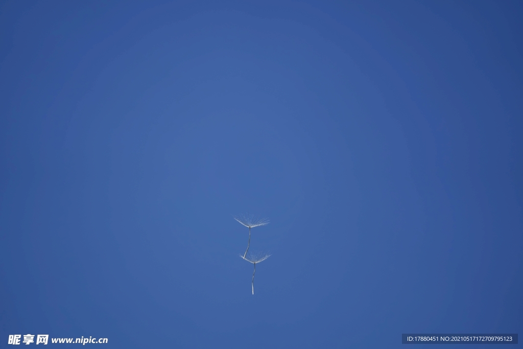 蒲公英