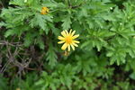 雏菊