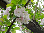 鲜花