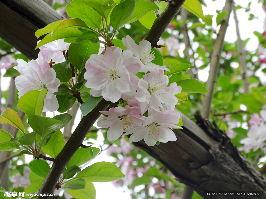 鲜花