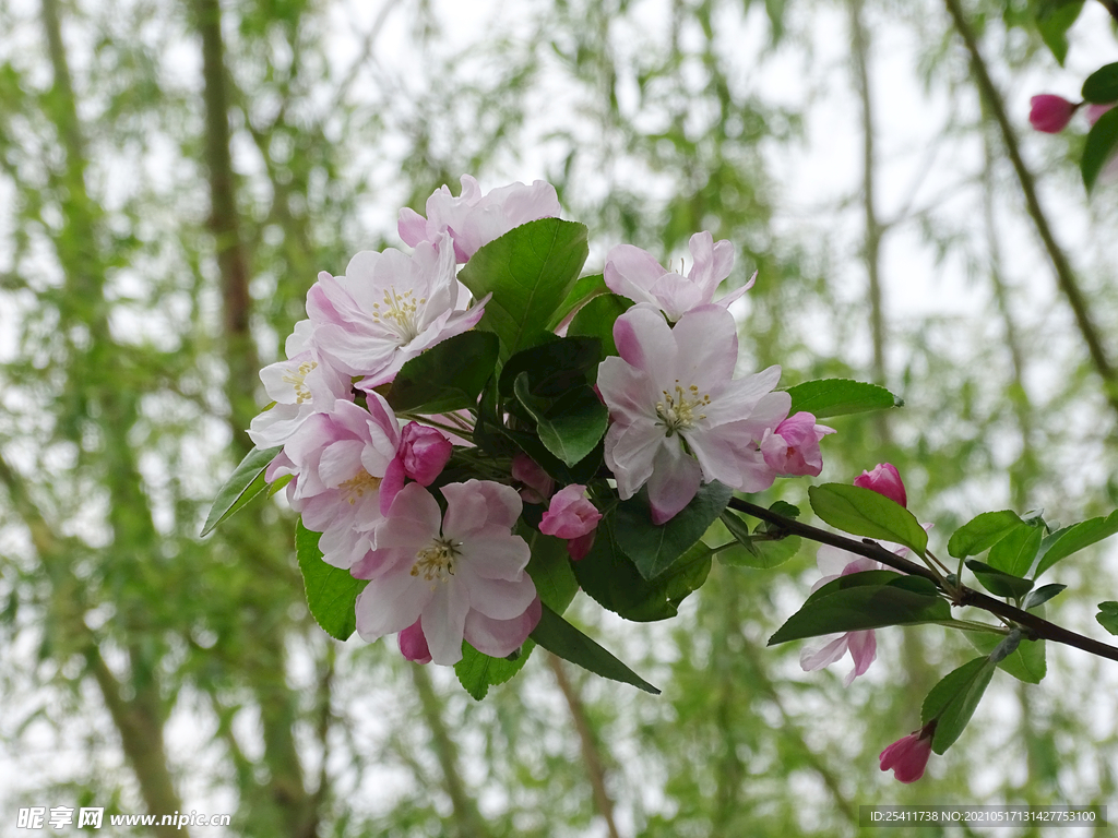 高清海棠花