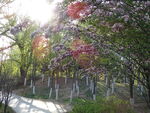 阳光 花树